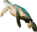 Caretta Caretta