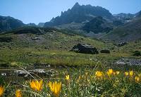 Reisebericht Trekking zum Ararat - Krokuse unter dem Mezovit Gipfel