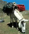 Reisebericht Ararat - mit dem Muli nach Dilberd�dz�