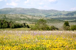 Bjelasica_Blumenwiese